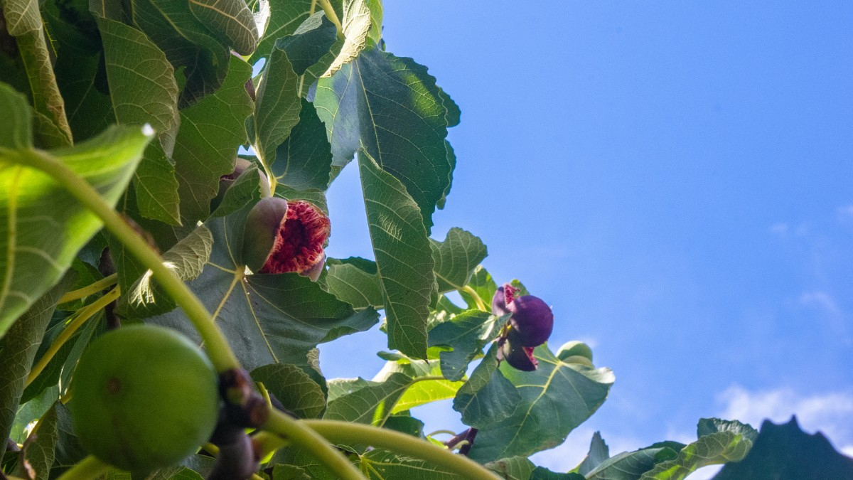 Reife Feigen an einem Feigenbaum im Garten im Sonnenlicht.