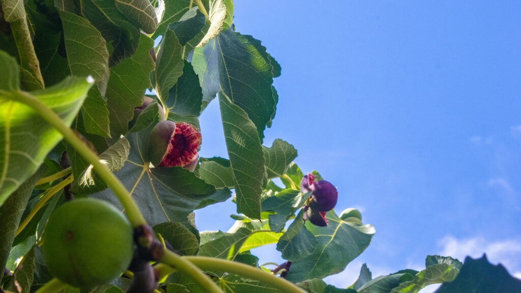 Reife Feigen an einem Feigenbaum im Garten bei strahlend blauem Himmel.