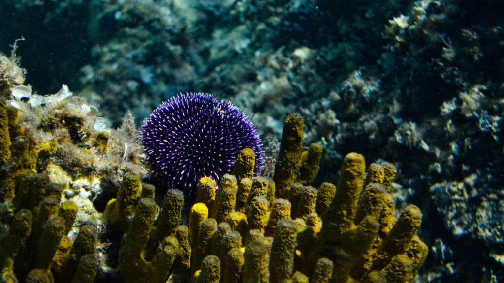 Violetter Seeigel auf felsigem Meeresgrund in Kroatien